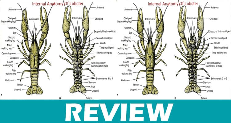 How Many Legs Does Lobster Have Dodbuzz.com