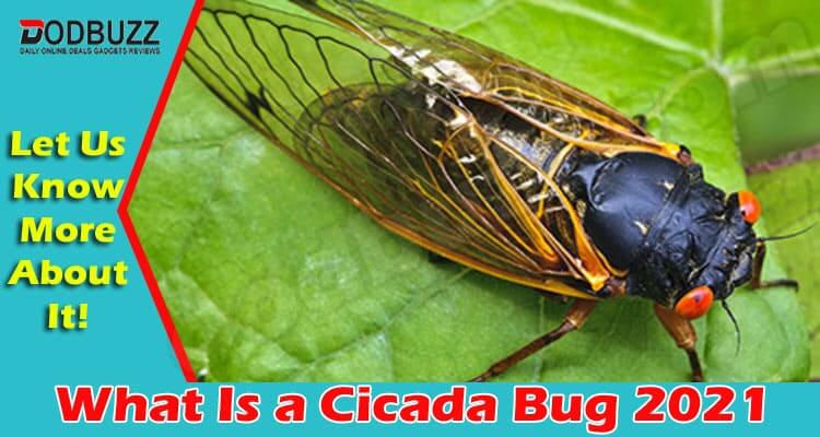 What Is a Cicada Bug {June 2021} Read Here To Know!