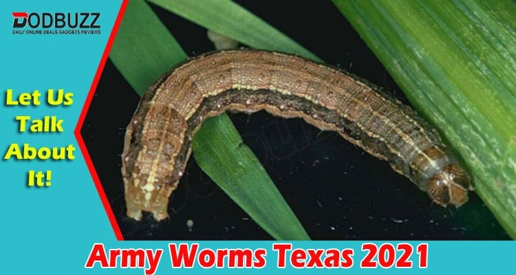 Latest News Army Worms Texas