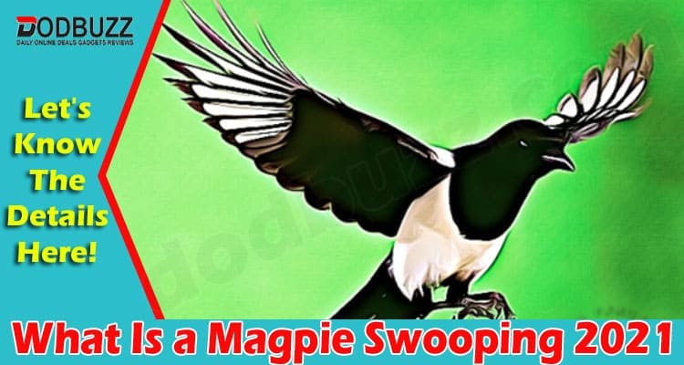 What Is a Magpie Swooping 2021