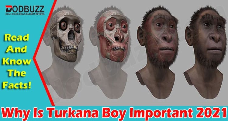Why Is Turkana Boy Important 2021