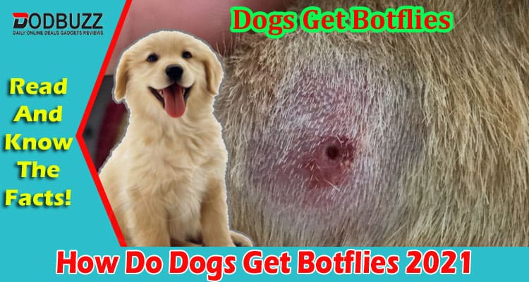 Latest News Dogs Get Botflies