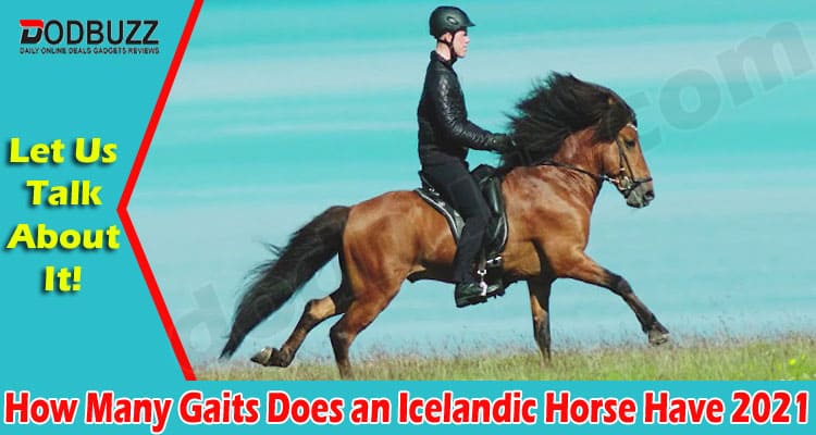 Latest News Gaits Does an Icelandic Horse Have