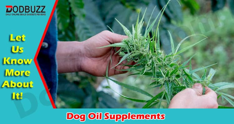 Latest Information Dog Oil Supplements