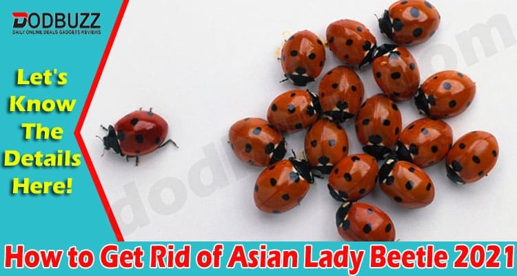 Latest News Asian Lady Beetle