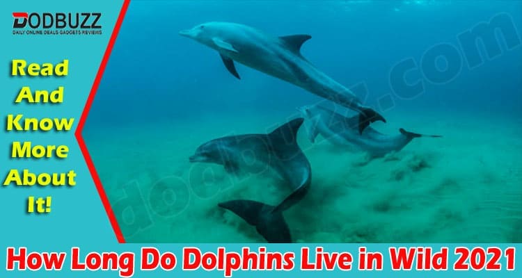 Latest News Dolphins Live in Wild