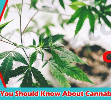 Top Get 10 Things You Should Know About Cannabidiol
