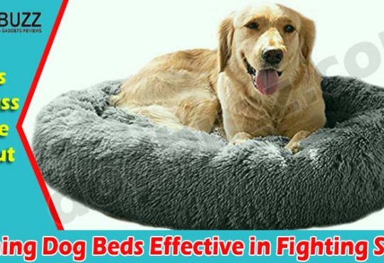 Calming Dog Beds Effective in Fighting Stress