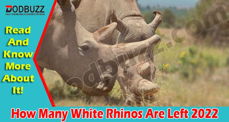 latest news How Many White Rhinos Are Left 2022