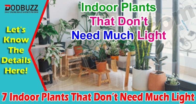 Top 7 Indoor Plants That Don’t Need Much Light