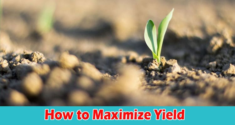 About generla information How to Maximize Yield