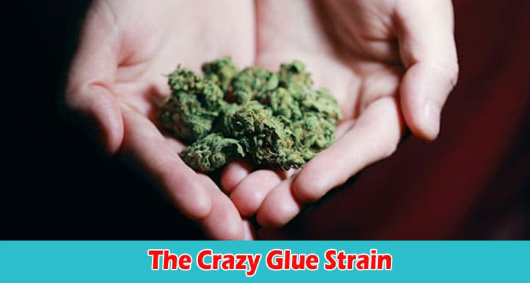 The Crazy Glue Strain How Does it Make You Feel